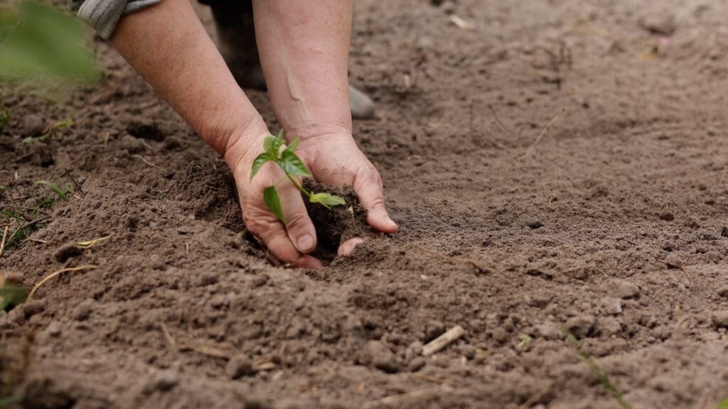Gardening as therapy
