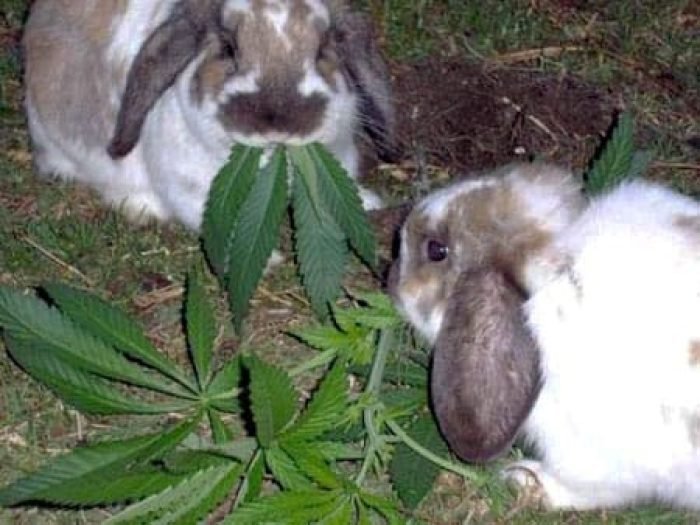 article-animals-and-addiction