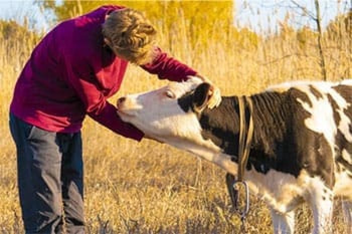 article-therapy-cow-cuddling